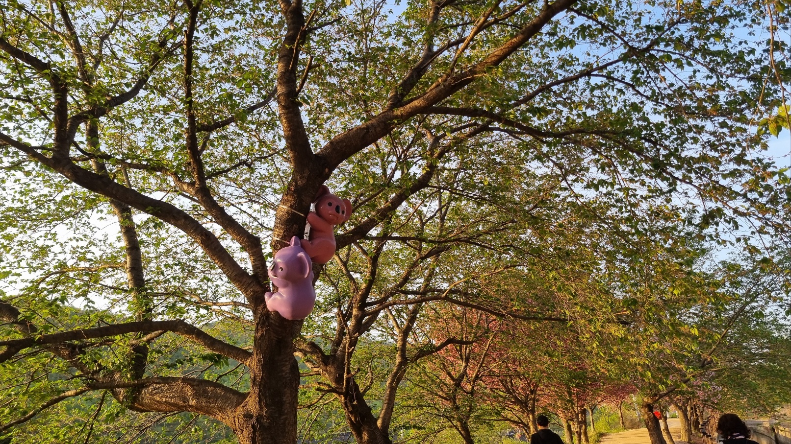 선덕여왕길 겹벚꽃7