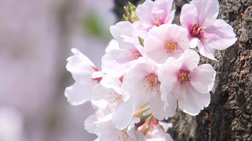 서울 벚꽃 명소