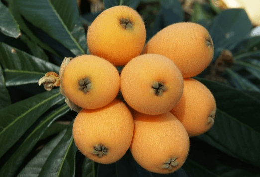 비파나무에 열린 7개의 탐스러운 비파열매가 있다. 색깔은 노르스름하고 나뭇잎은 초록색으로 길쭉하다.