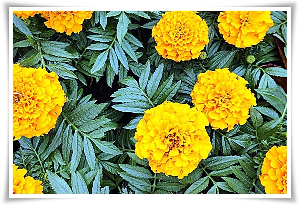 화초 "메리골드(금잔화)" 가을 정원에 황금빛 행복을 심어 보세요!