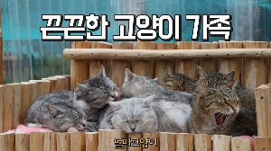 "고양이