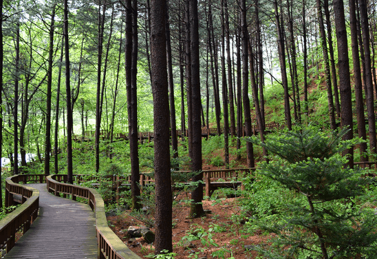 국립자연휴양림 6월부터 2자녀 가구도 최대 30% 감면 혜택
