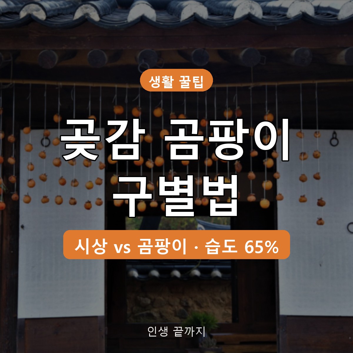 곶감 곰팡이 하얀 가루 구별법, 시상과 곰팡이 차이&middot;보관 습도 정리