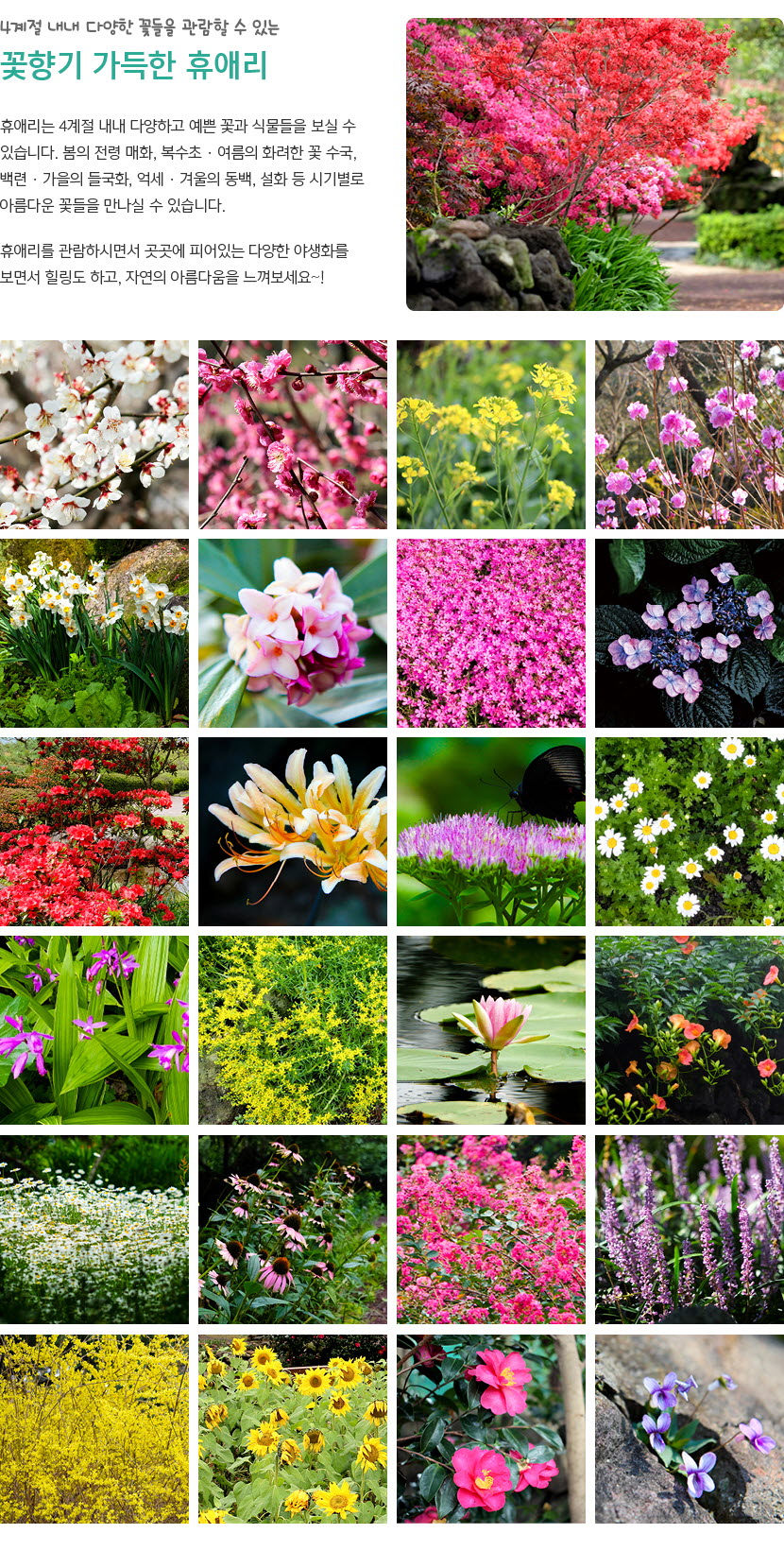 휴애리 여름 수국축제