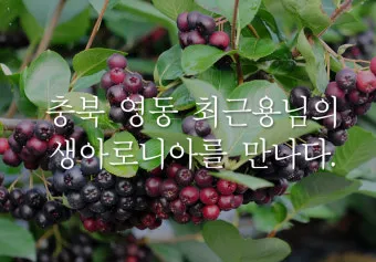 아로니아 먹는 가장 좋은 방법과 생 냉동 분말 활용 팁_6