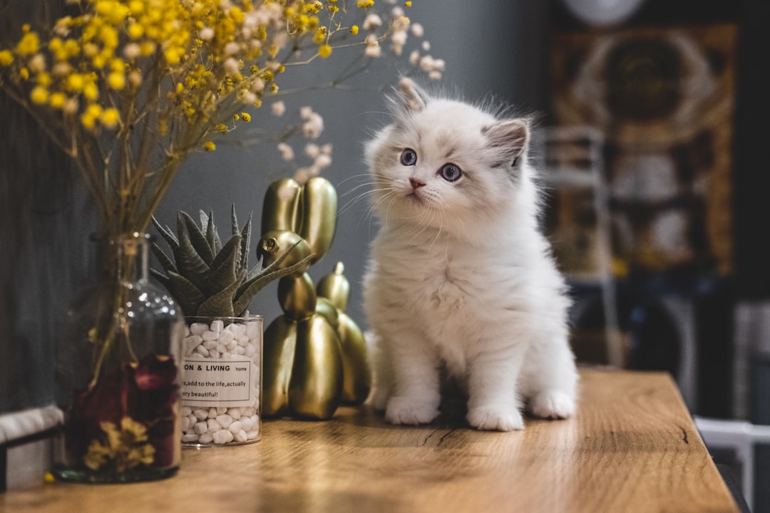 cat