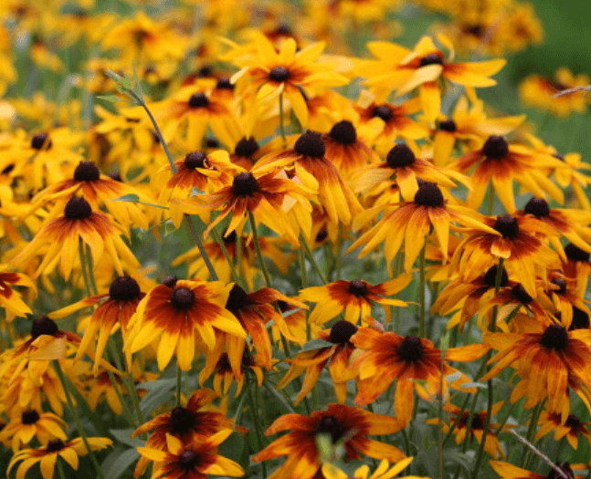 에키네시아 효능