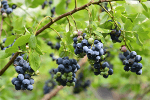 신장에좋은과일09