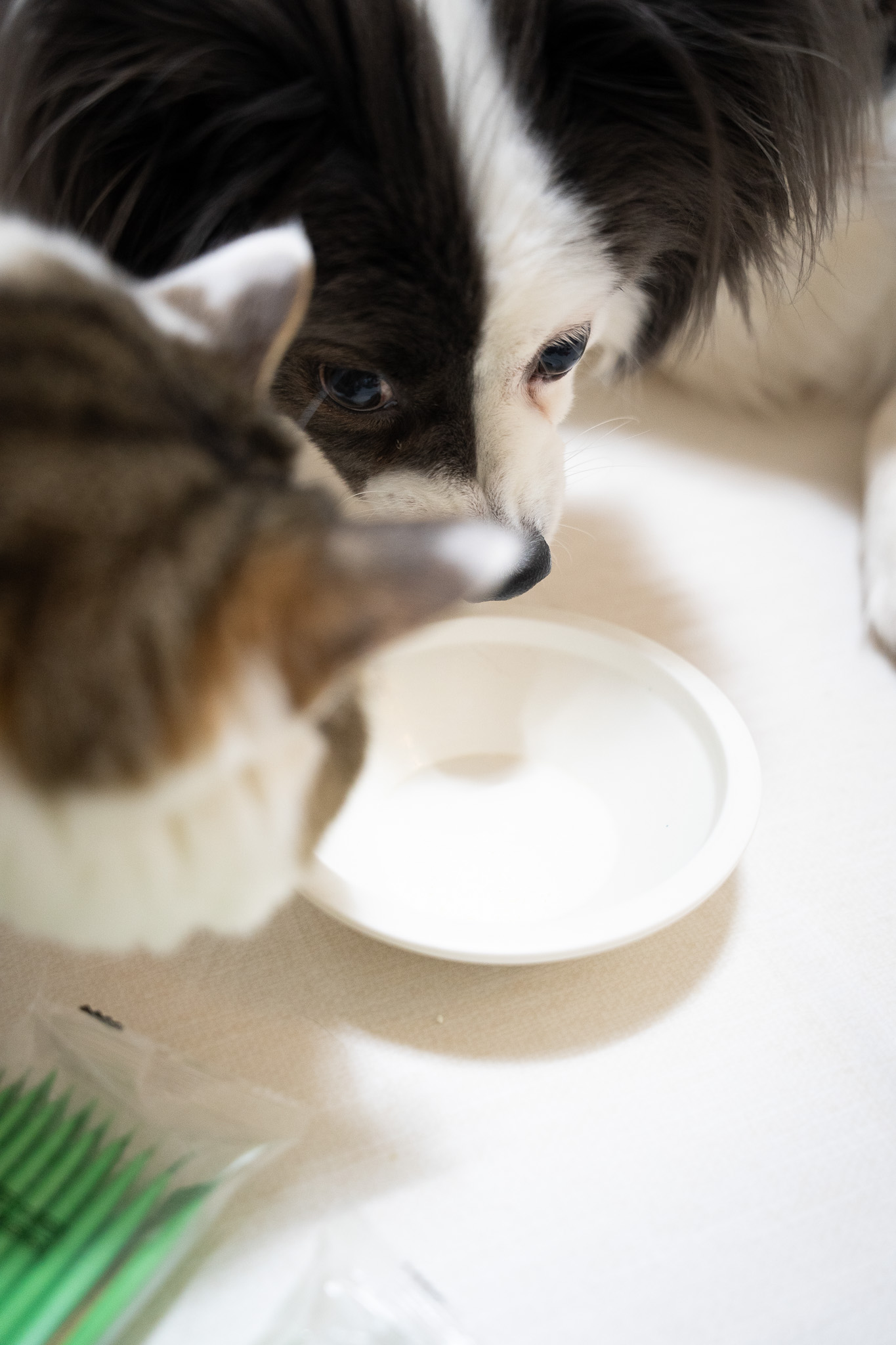 유산균 – 장 건강과 면역력 강화