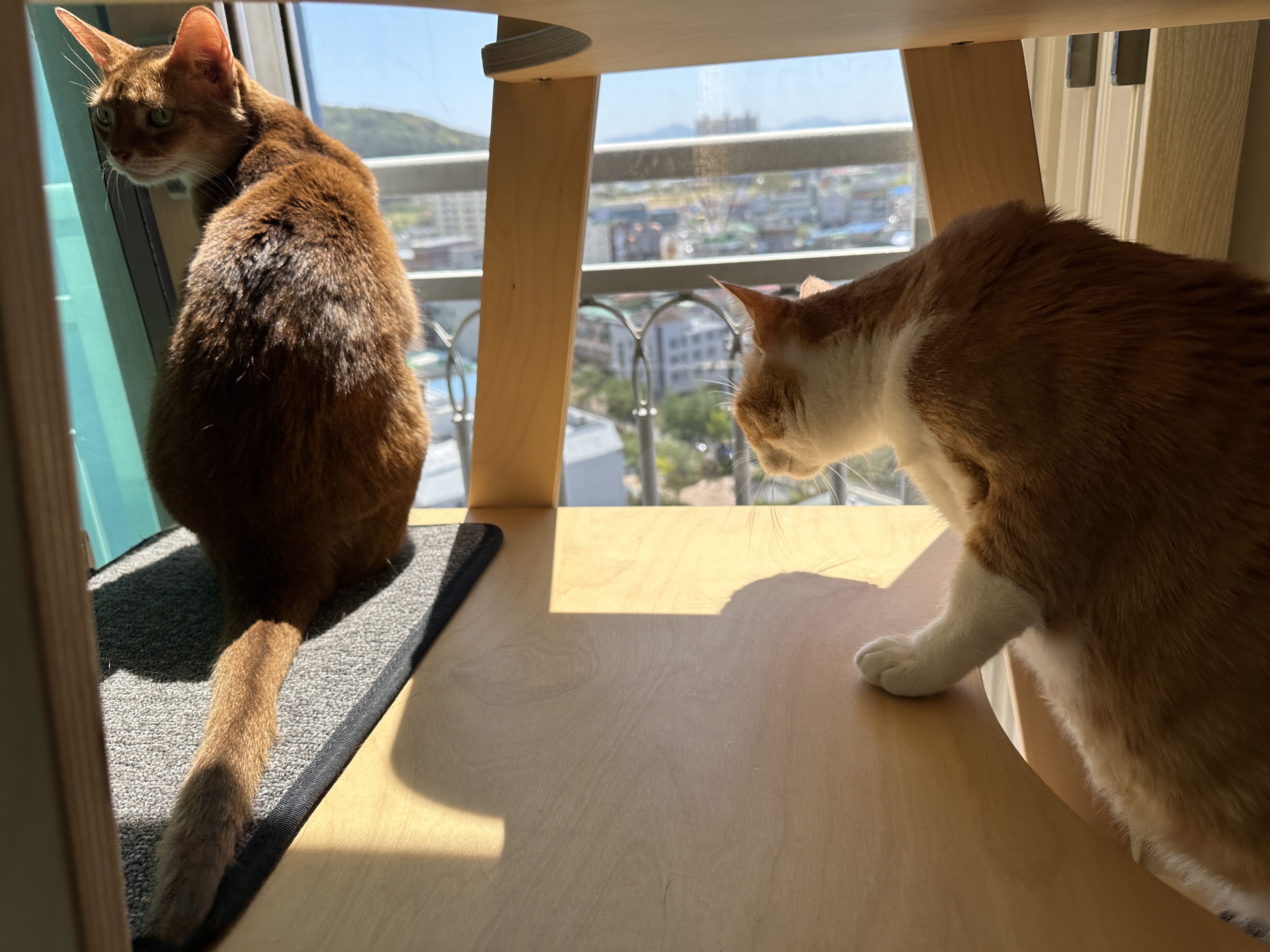 고양이들이 창밖에 벌을 발견했을때 (feat. 루나와 호야의 반응)