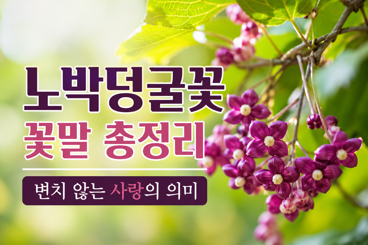 노박덩굴꽃 꽃말
