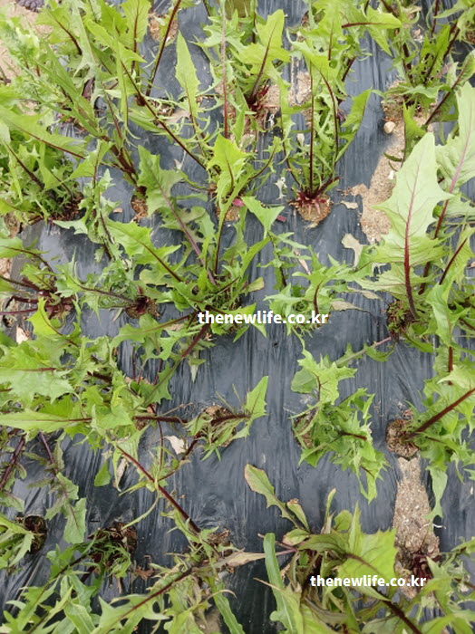 7월에서 10월 제철을 맞아 열을 내리는 차가운 성질을 가득 머금고 자란 적치커리 밭