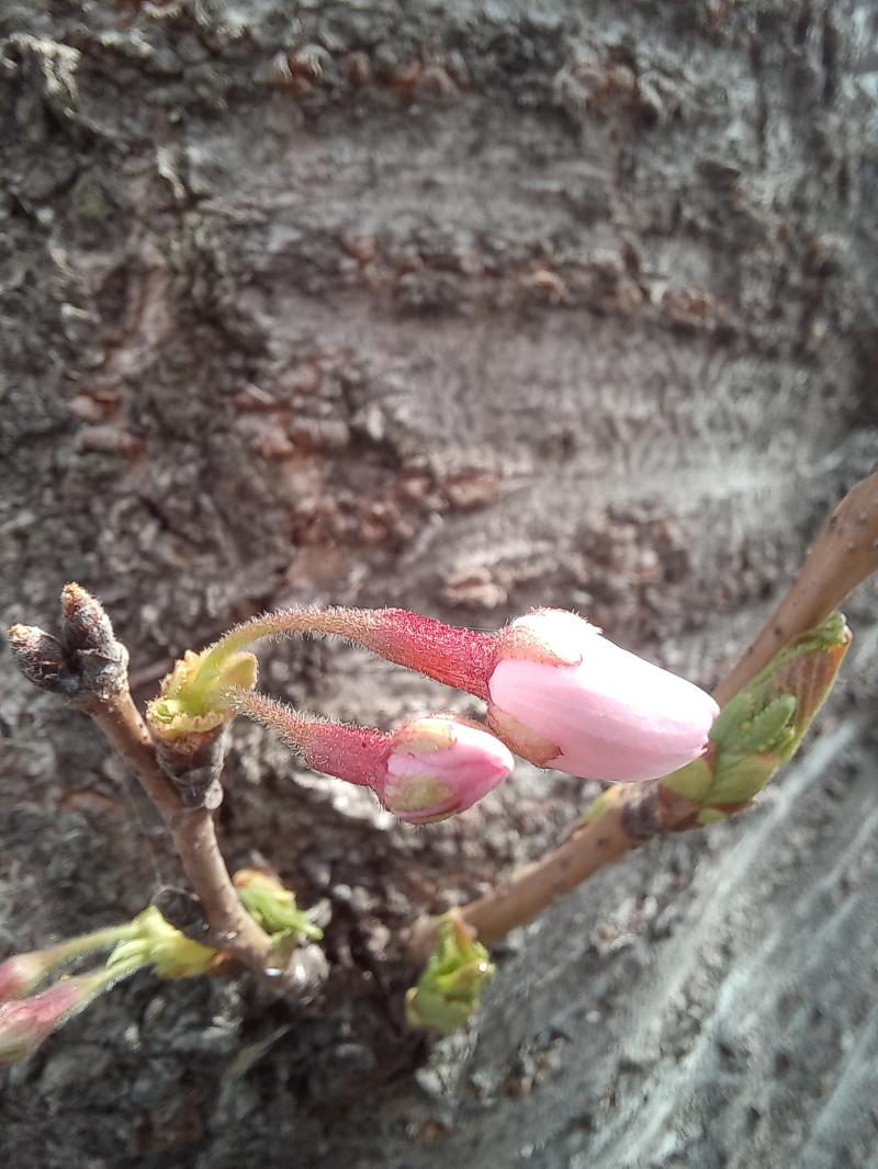 수피에 피는 벚꽃