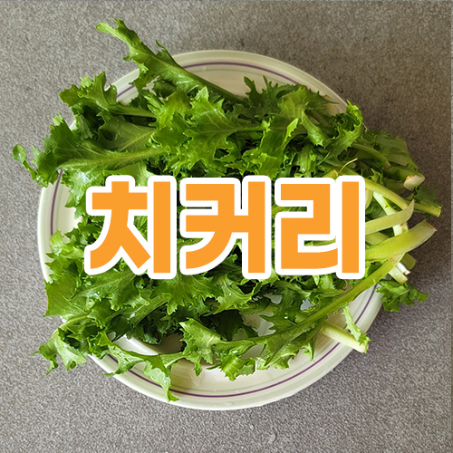 치커리