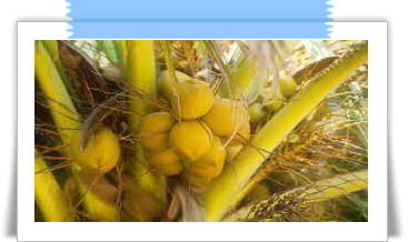 자보티카바 효능