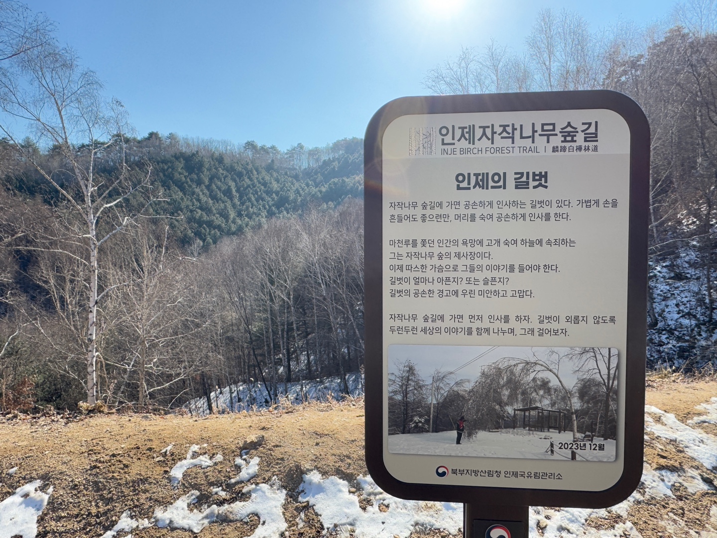 인제 자작나무숲