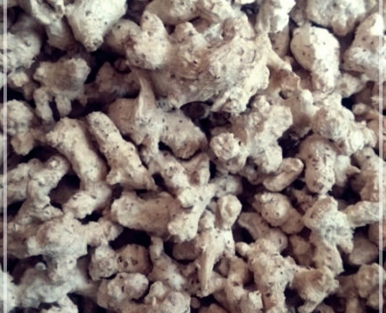 삽주뿌리의 숨겨진 비밀: 매일 섭취하면 벌어지는 놀라운 변화