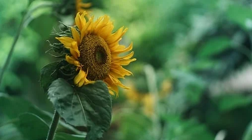 반려동물 자격증 창업 취업