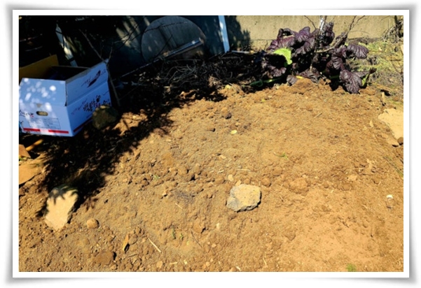 "남은 김장 무 보관법" 땅속에 묻기/냉장/냉동 등 오래 보관하는 법!