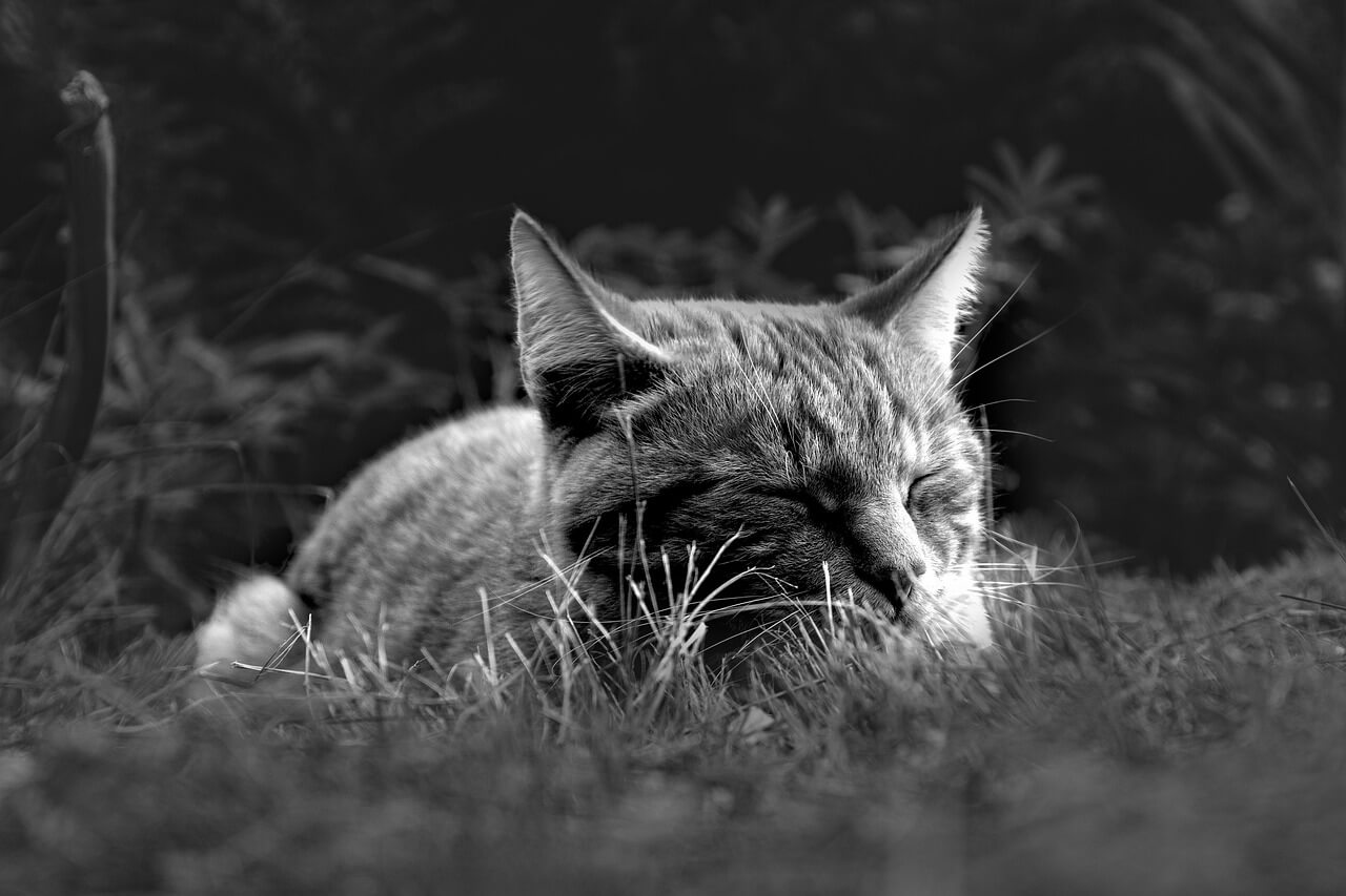 불면증 원인부터 해결까지: 잠 못 드는 밤의 과학적 이유와 극복법