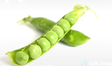 완두콩 파종시기와 심는시기 그리고 재배법 수확시기 총정리