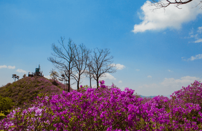 광양-백운산국사봉철쭉축제