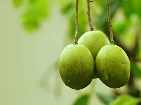 몸속의 불순물을 정화하는 매실