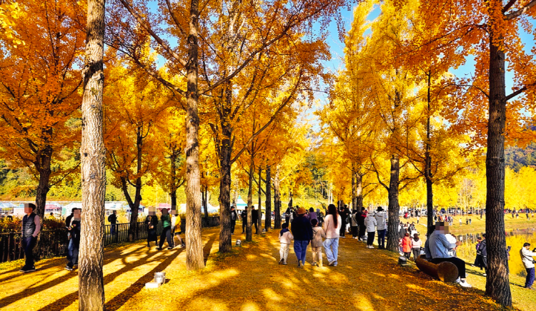 괴산 문광저수지 은행나무길