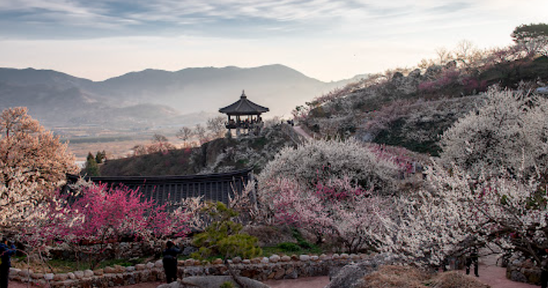 광양 매화마을 봄꽃축제