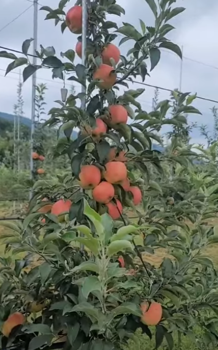 유포리 유성농원 홍로사과