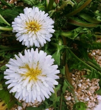 민들레 효능, 부작용, 복용법