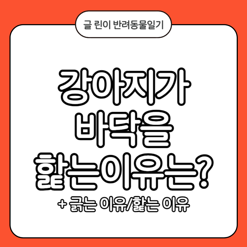 강아지가 바닥을 핥는이유