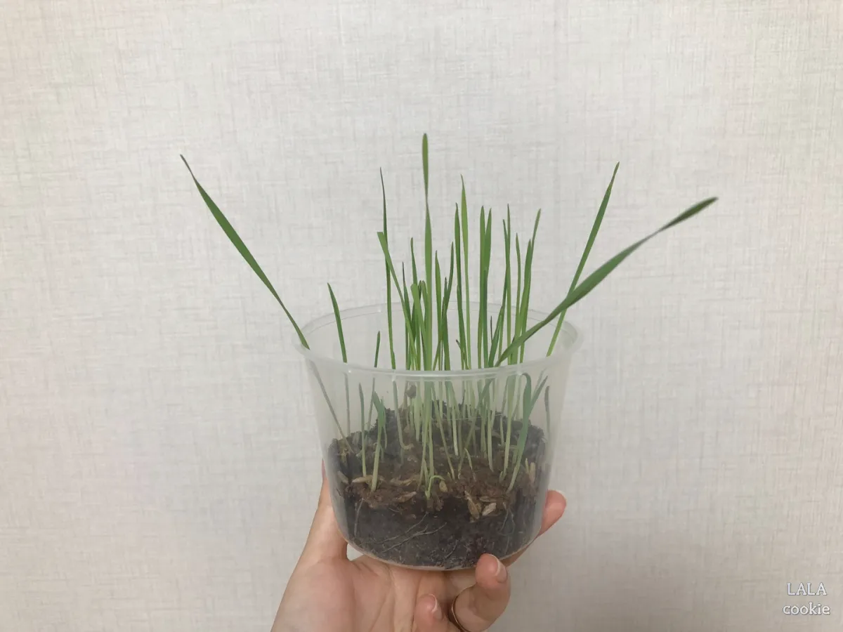 고양이-귀리-추천-그루루-새싹-난-모습