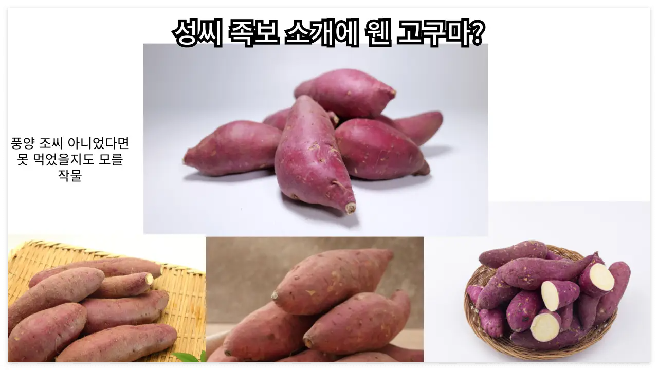 풍양 조씨와 고구마 이야기