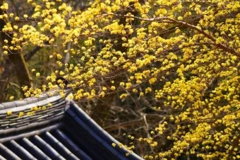 소쇄원 봄 앵두나무꽃 산수유 해당화 개화_17