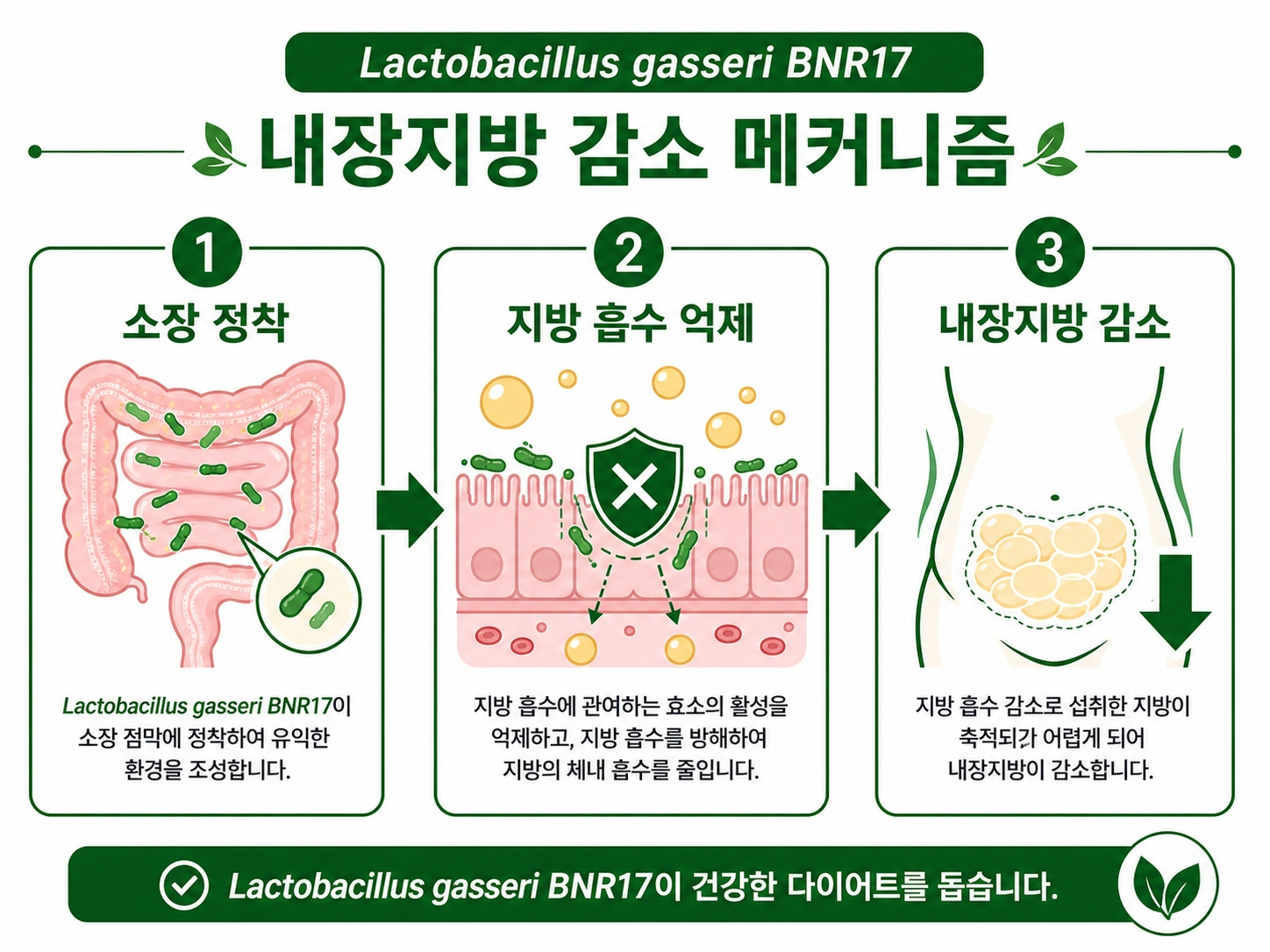BNR17-효과-내장지방감소-메커니즘