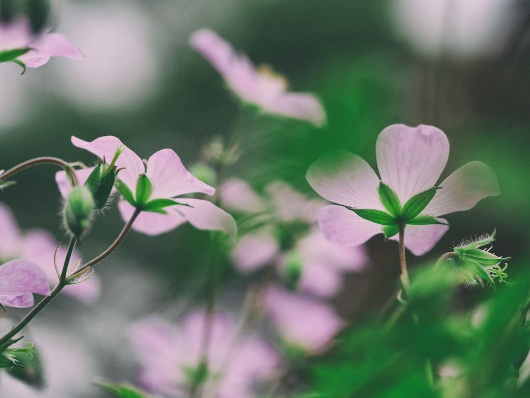 Blooming