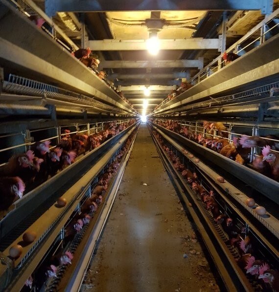 닭 사육 환경