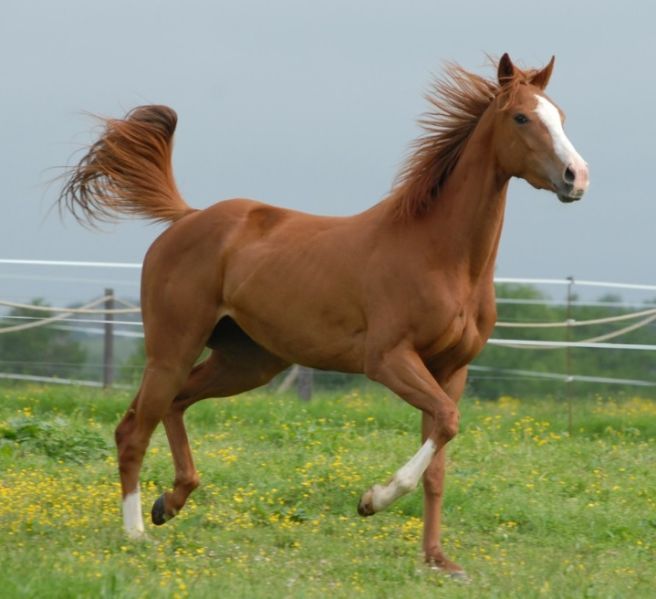 2026년 병오년 적토마의 해 말띠 운세