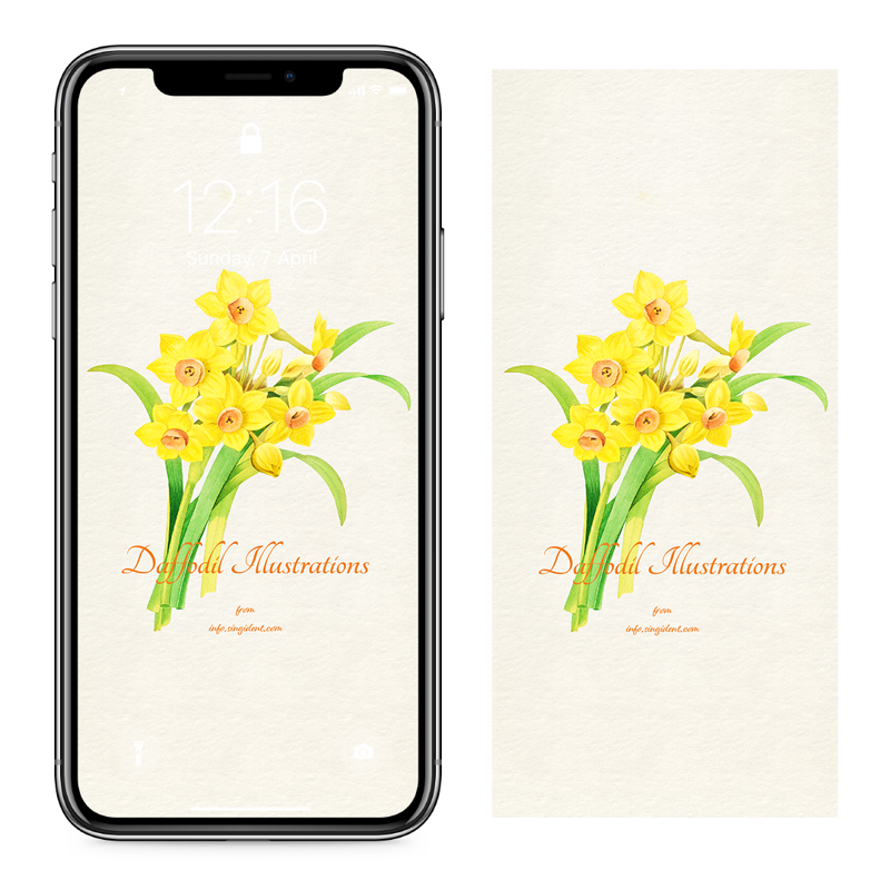 12 노란색 수선화 일러스트 C - Daffodil Illustrations 아이폰봄배경화면