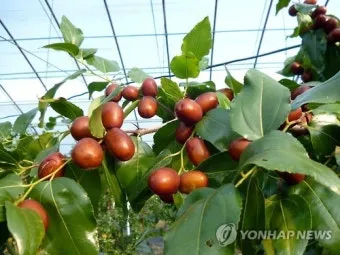 대추 재배 개화기 관리 봉지 씌우기 열매 터짐 예방_2
