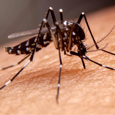 말라리아 증상과 대처 및 치료 방법