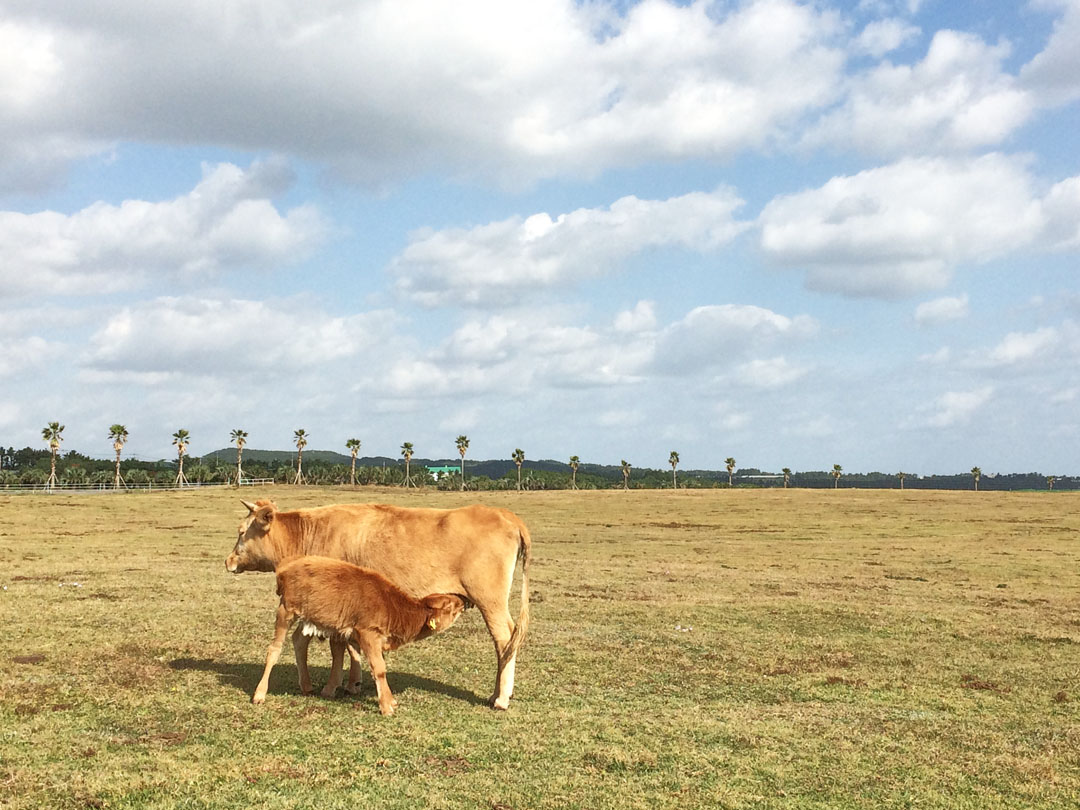 엄마소와 아기소 무료이미지