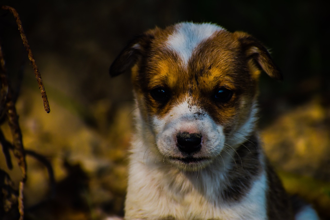 그레이하운드(Greyhound)2