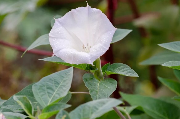 [식물키우기] 천사의 나팔꽃(엔젤 트럼펫) 키우기 관리법 - 물주기, 햇빛, 온도, 습도, 흙(토양), 비료