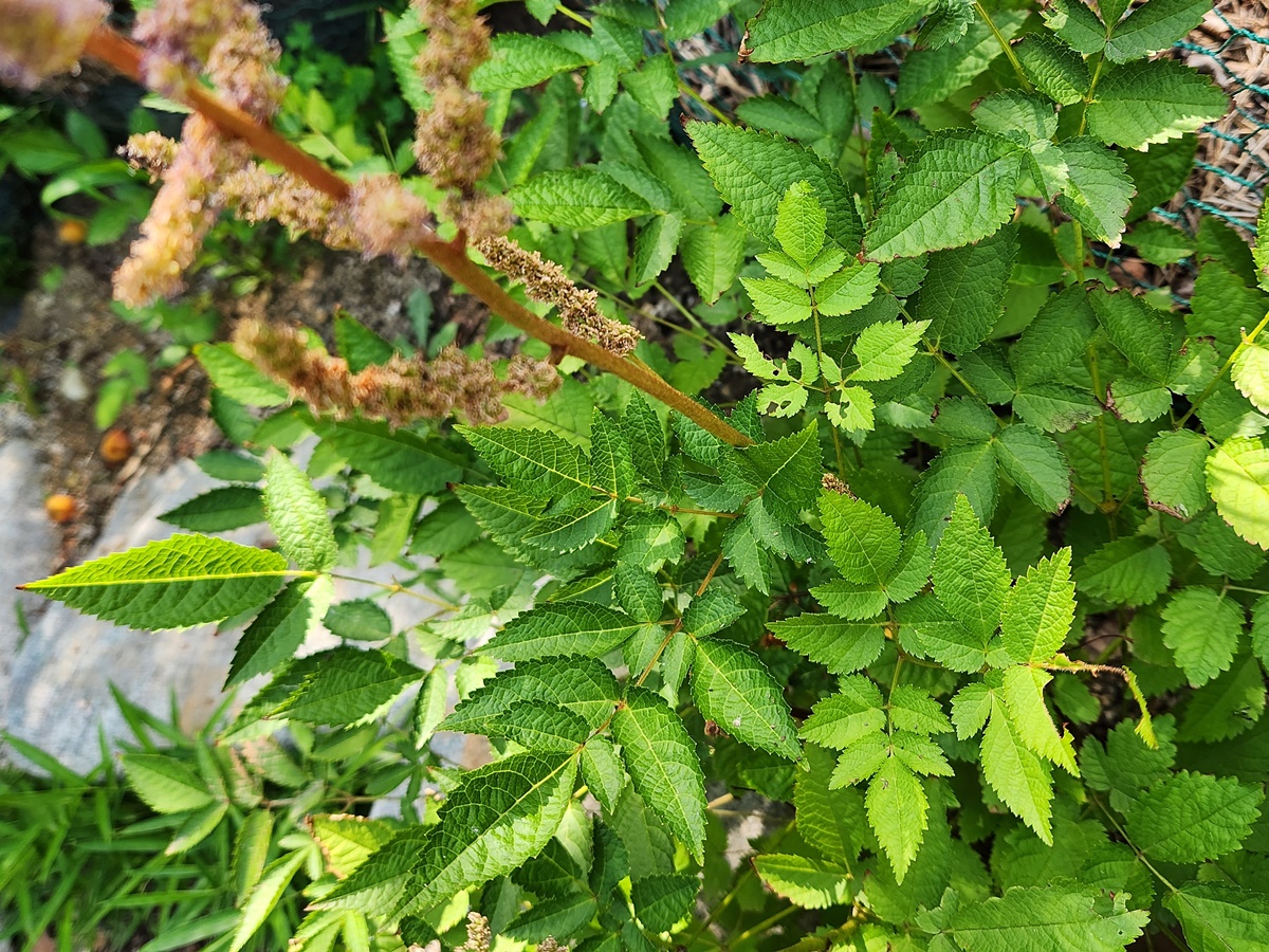 노루오줌