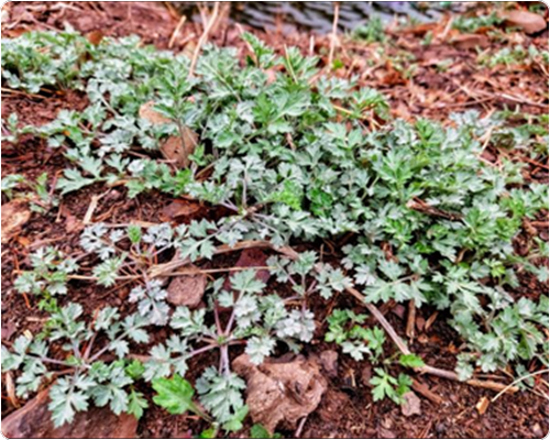 쑥국 맛있게 끓이는 법