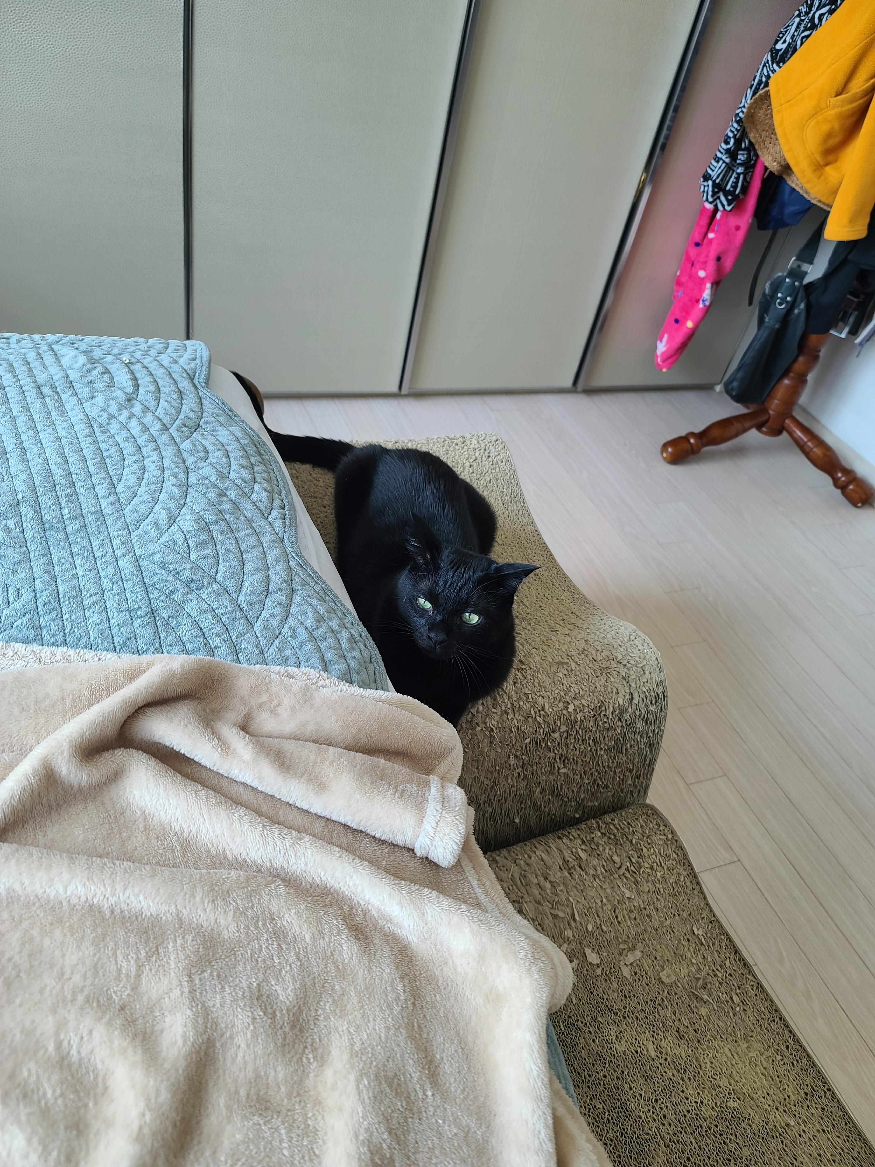 일요일 아침. 봄햇살에 기분이 좋은 고양이들.