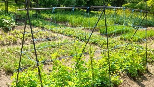 더덕-재배법-웃거름-재식거리-삼각형-지주대-설치방법-적심처리-적화처리