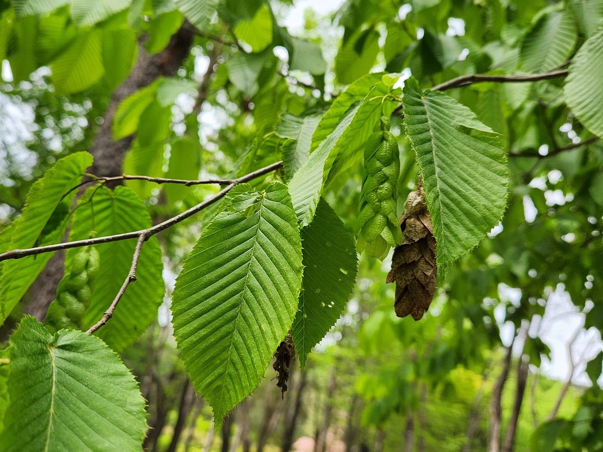 까치박달